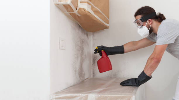 Professional Mold Removal technician working in Bradenton Beach, FL